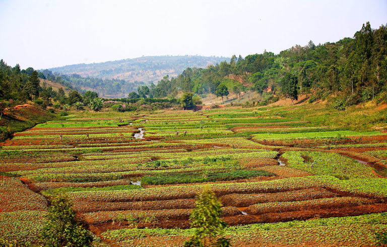 Ackerbau in Burundi