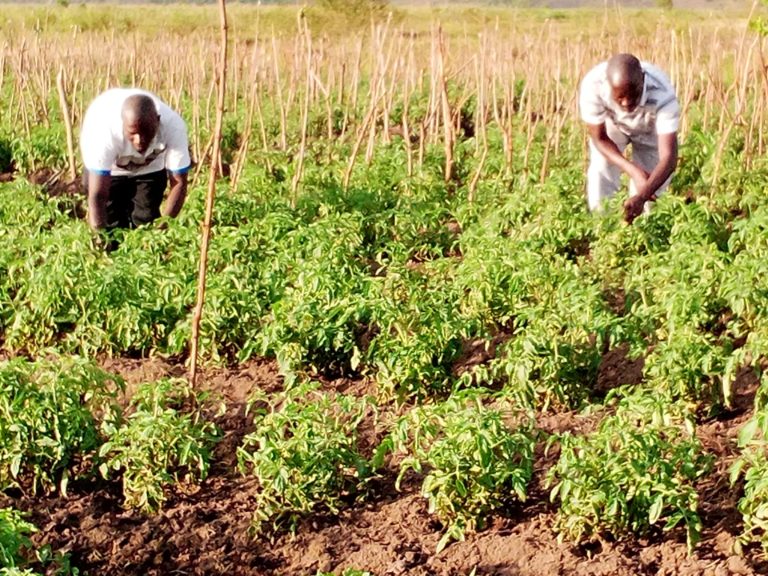 Tomatenpflanzen wachsen auf einem Feld